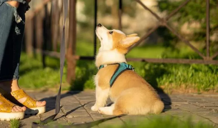Éducation chiot propreté, Peille, Pension Canine Pooh Korner