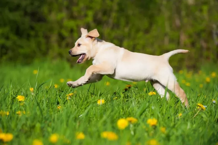 Élevage de labrador, Peille, Pension Canine Pooh Korner