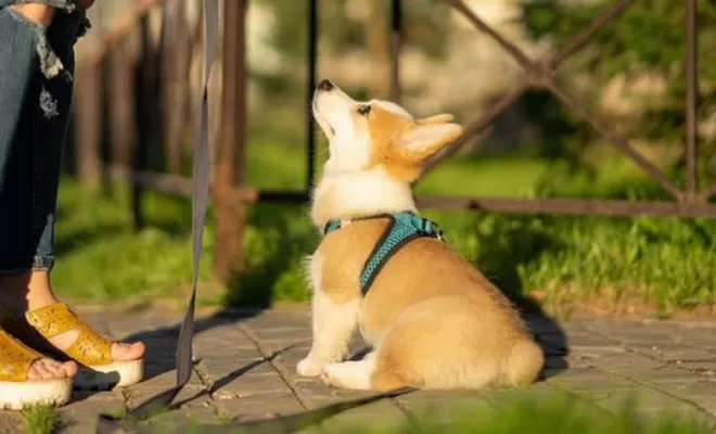 Éducation de la propreté pour un chiot, Peille, Pension Canine Pooh Korner