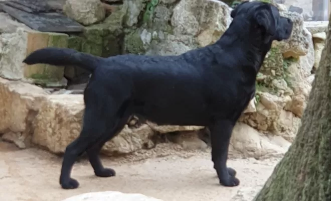 Pension canine avec baignade à Peille